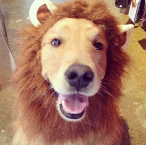 Dog Lion Costume Halloween