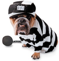 Prisoner Dog Costume