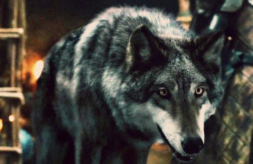 Game of Thrones Direwolves Costumes
