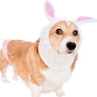Bunny Ears for Dogs and Cats