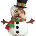 Christmas Pet Costume Ideas for Dogs & Cats - Snowman